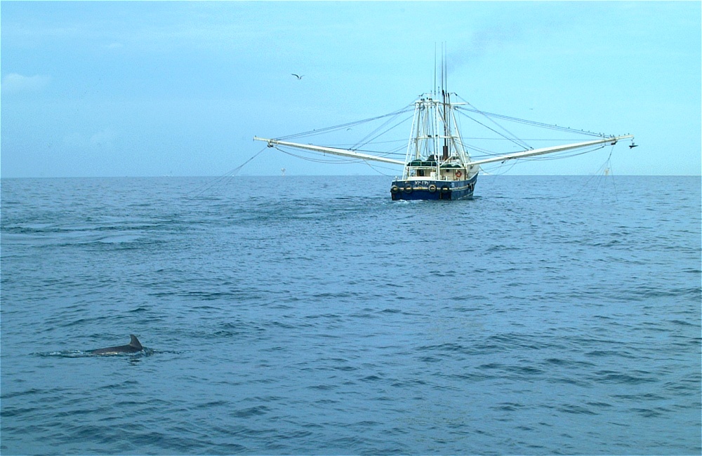 (11) Dscf2651 (dolphin following shrimper).jpg   (1000x650)   236 Kb                                    Click to display next picture